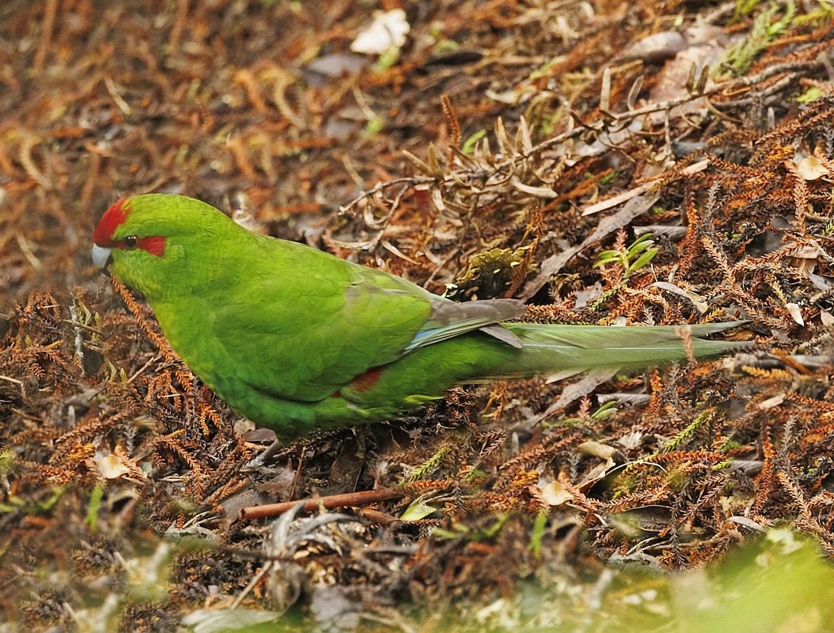 Red-crowned Parakeet - ML644116425