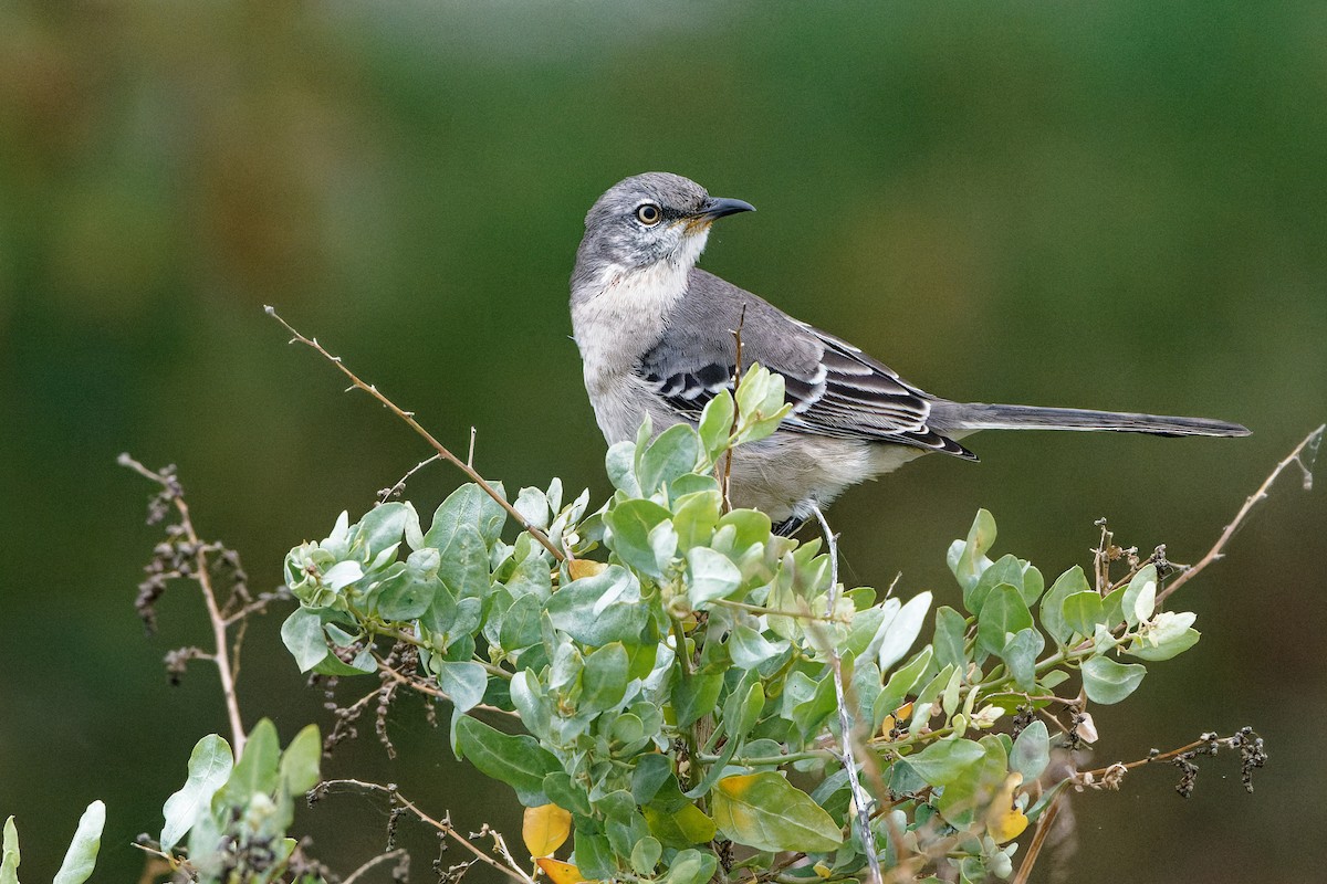 Northern Mockingbird - ML644116426