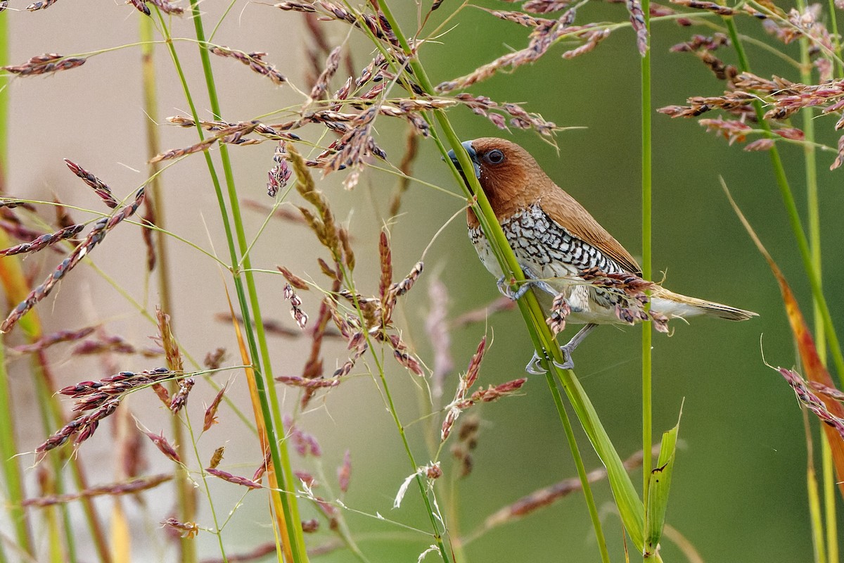 Scaly-breasted Munia - ML644116431