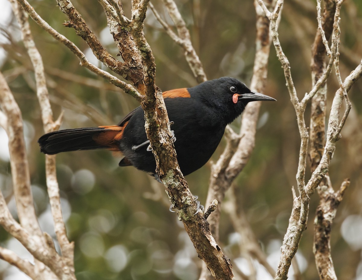 South Island Saddleback - ML644116443