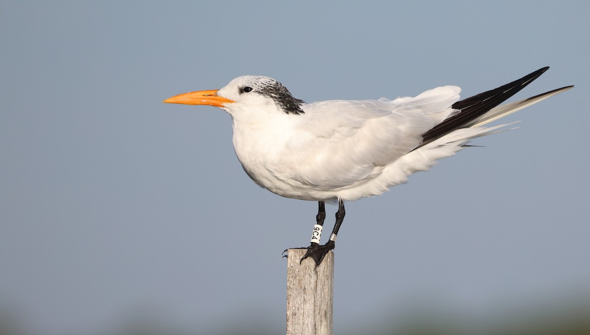 Royal Tern - ML644116447