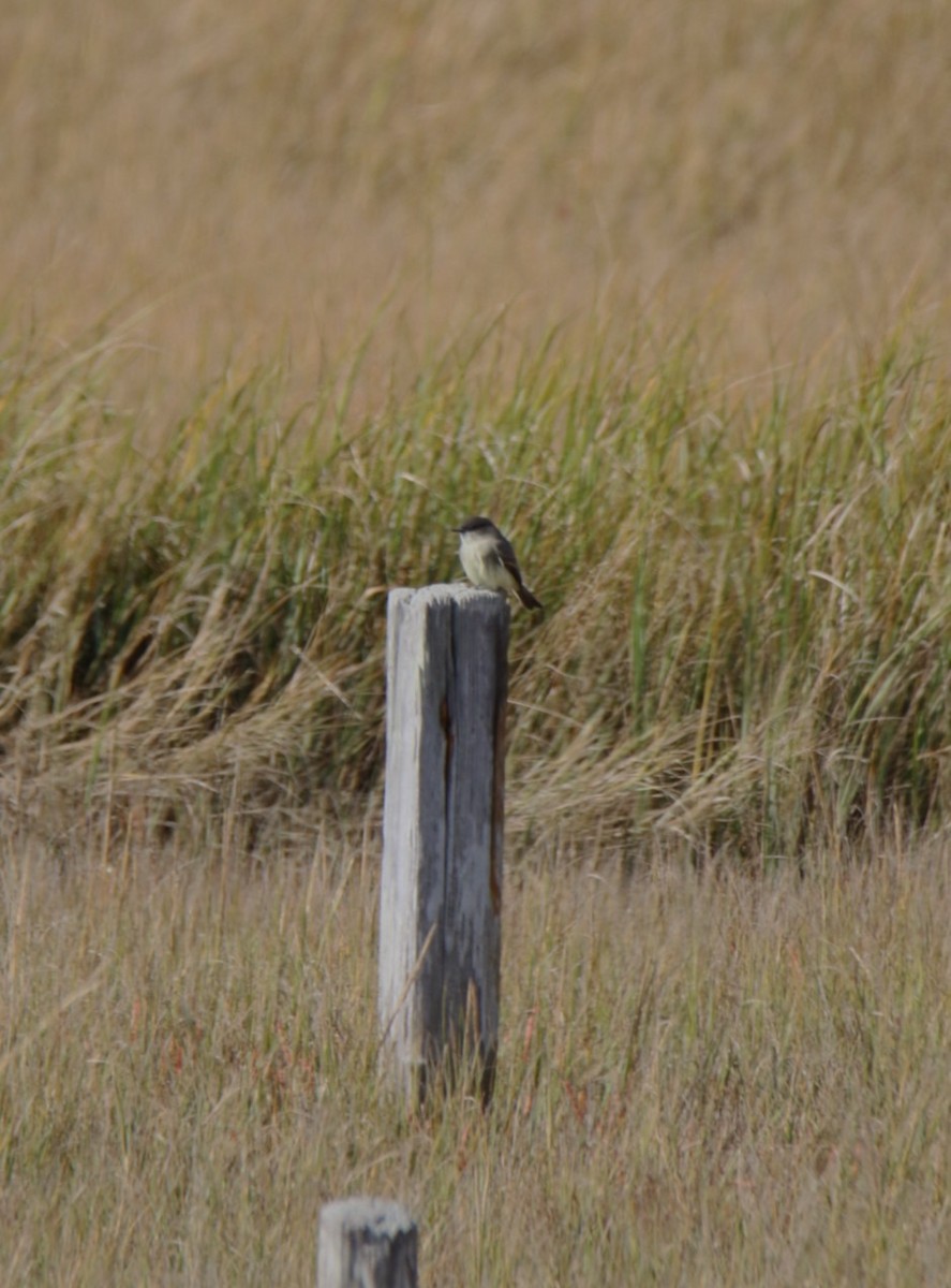 Феб буроспинний - ML644116449