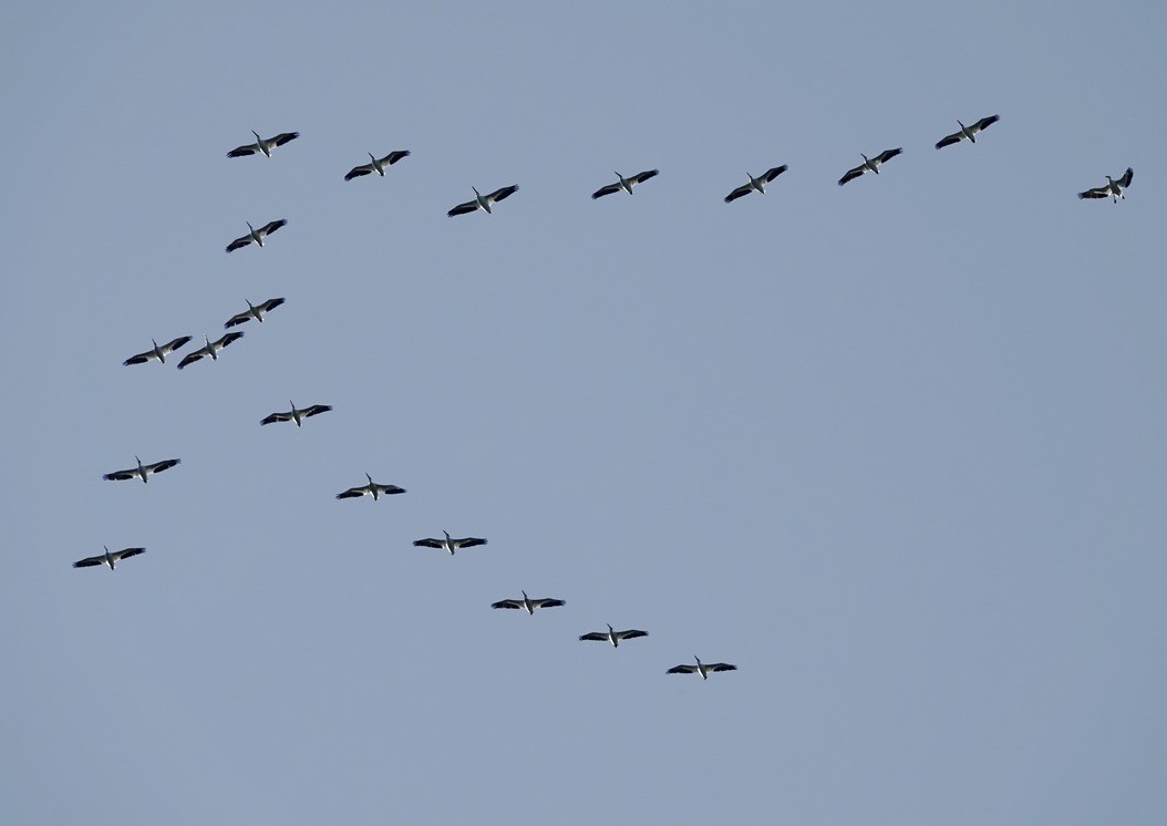 American White Pelican - ML644116452
