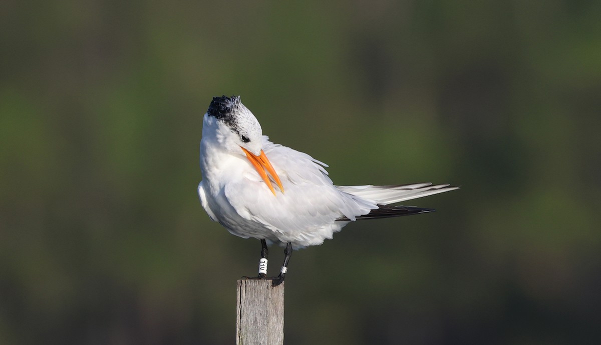 Royal Tern - ML644116455