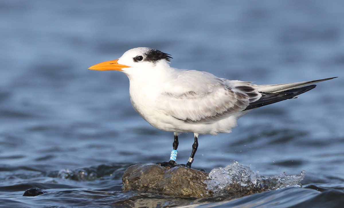 Royal Tern - ML644116462