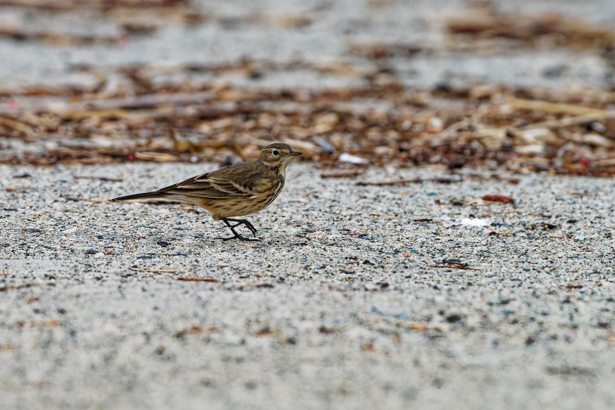 American Pipit - ML644116467
