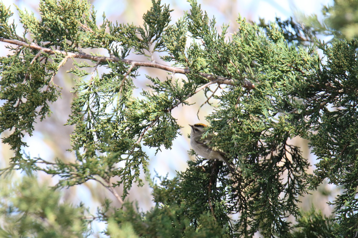 Золотомушка світлоброва - ML644116471