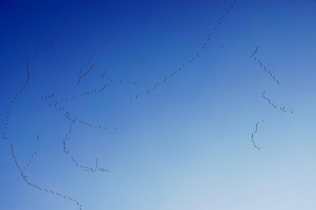 American White Pelican - ML644116475