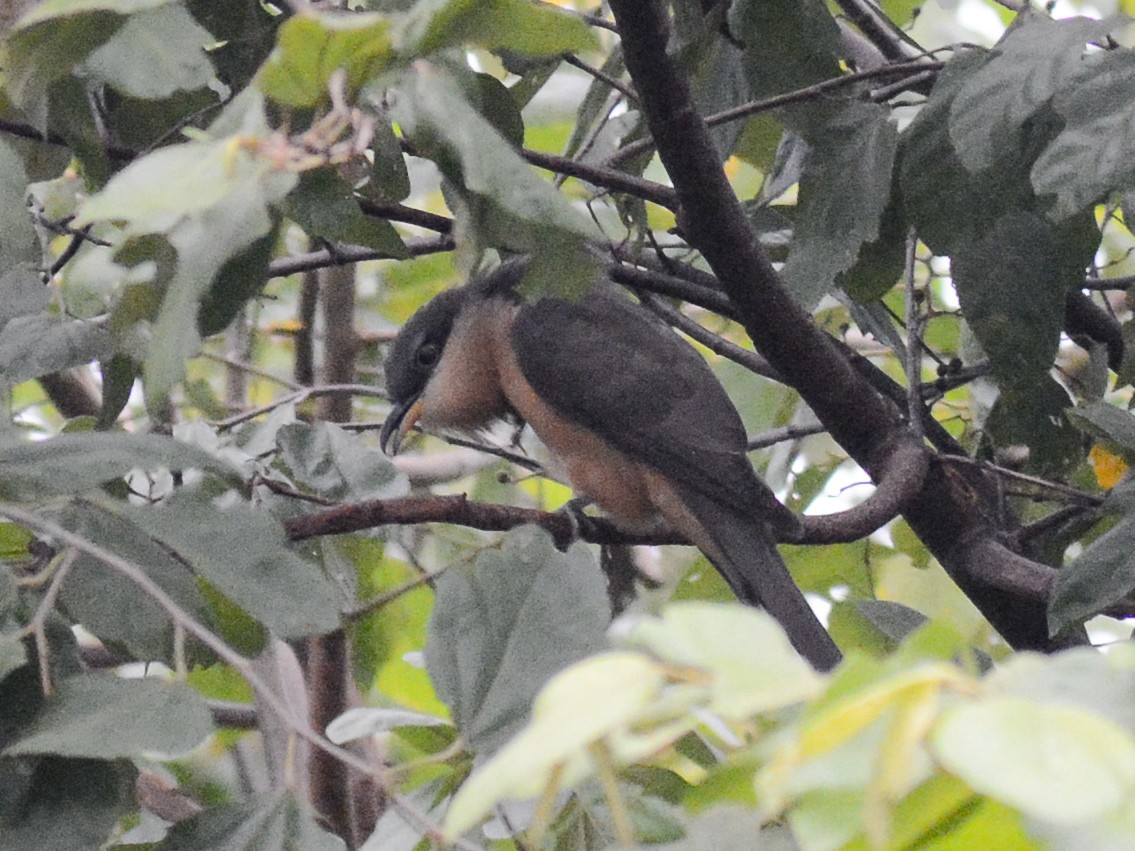 Mangrove Cuckoo - ML644116486