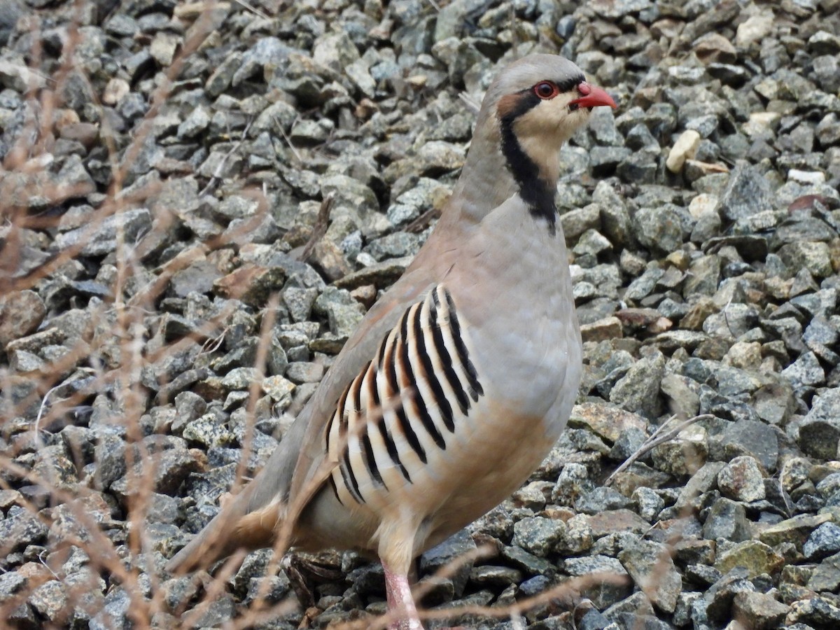 Chukar - ML644116487