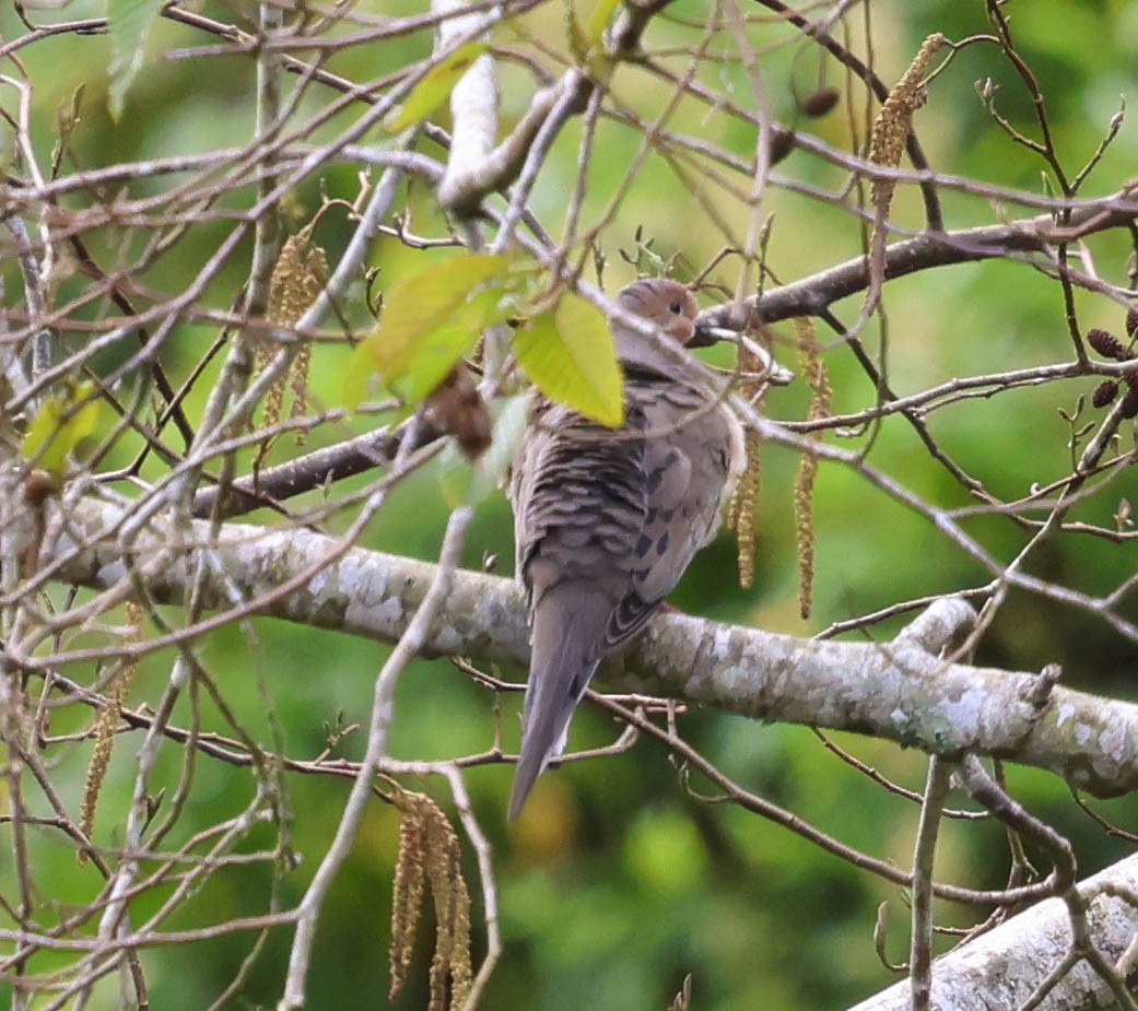Mourning Dove - ML644116494