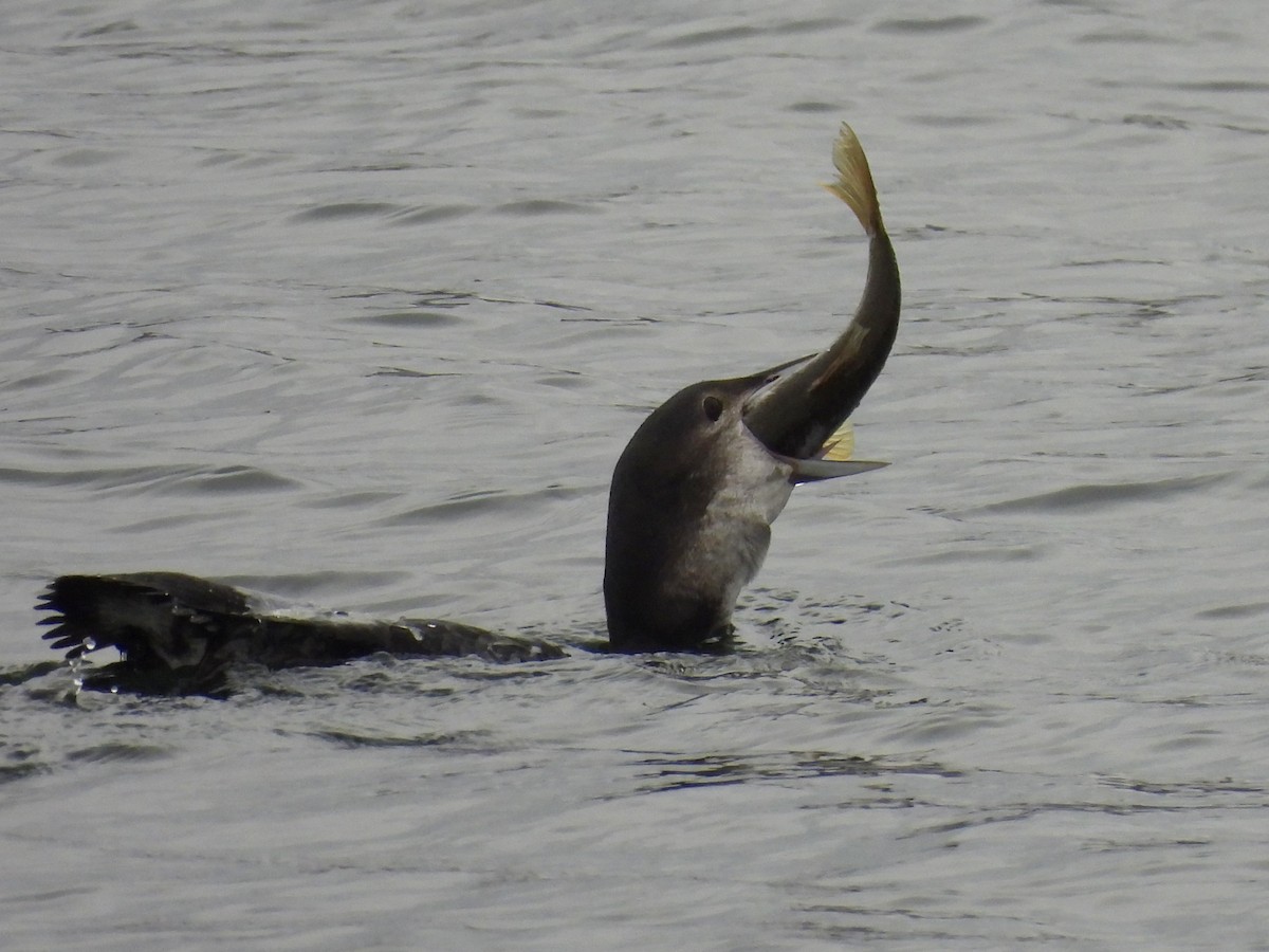 Common Loon - ML644116495