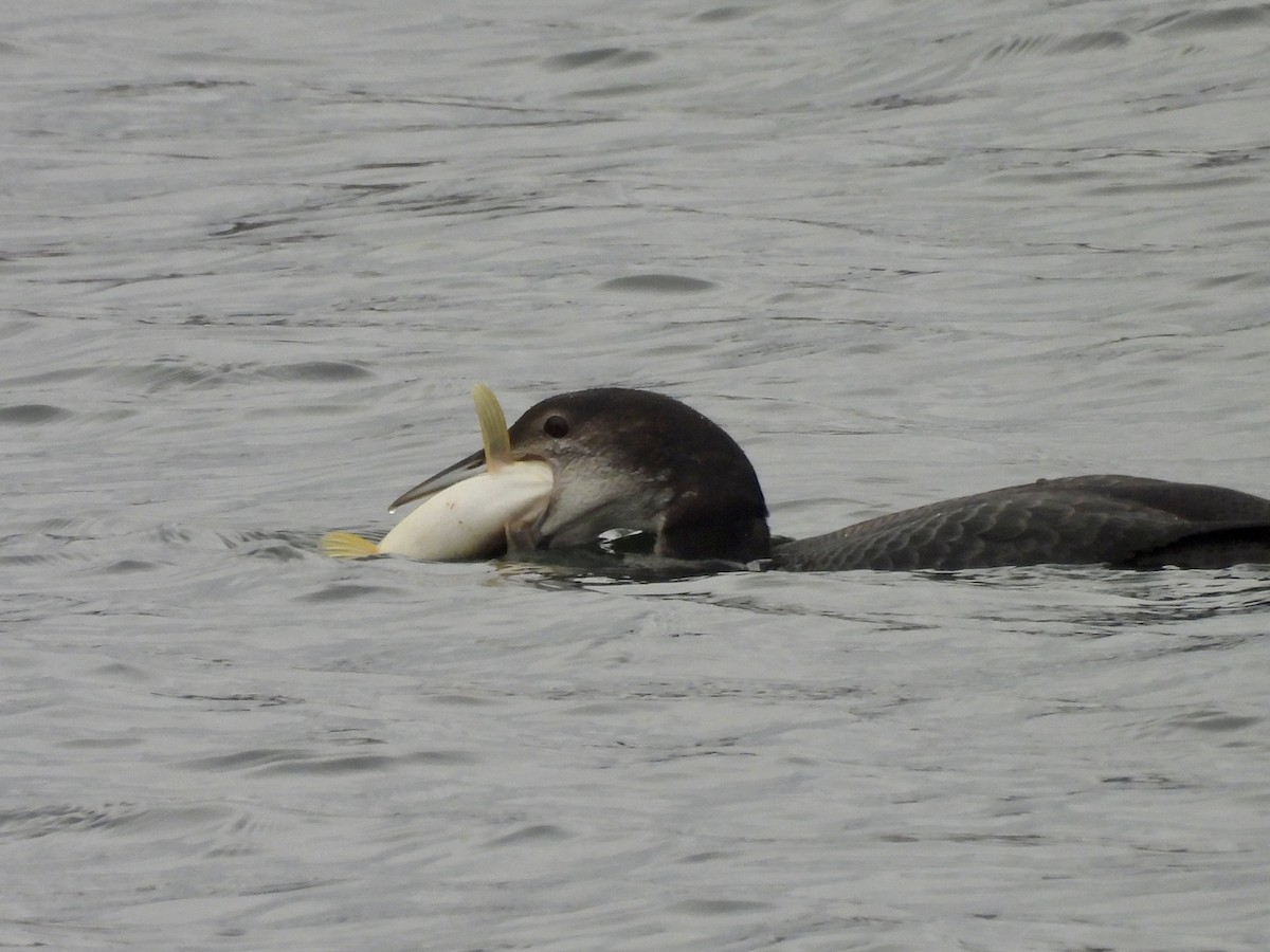 Common Loon - ML644116496