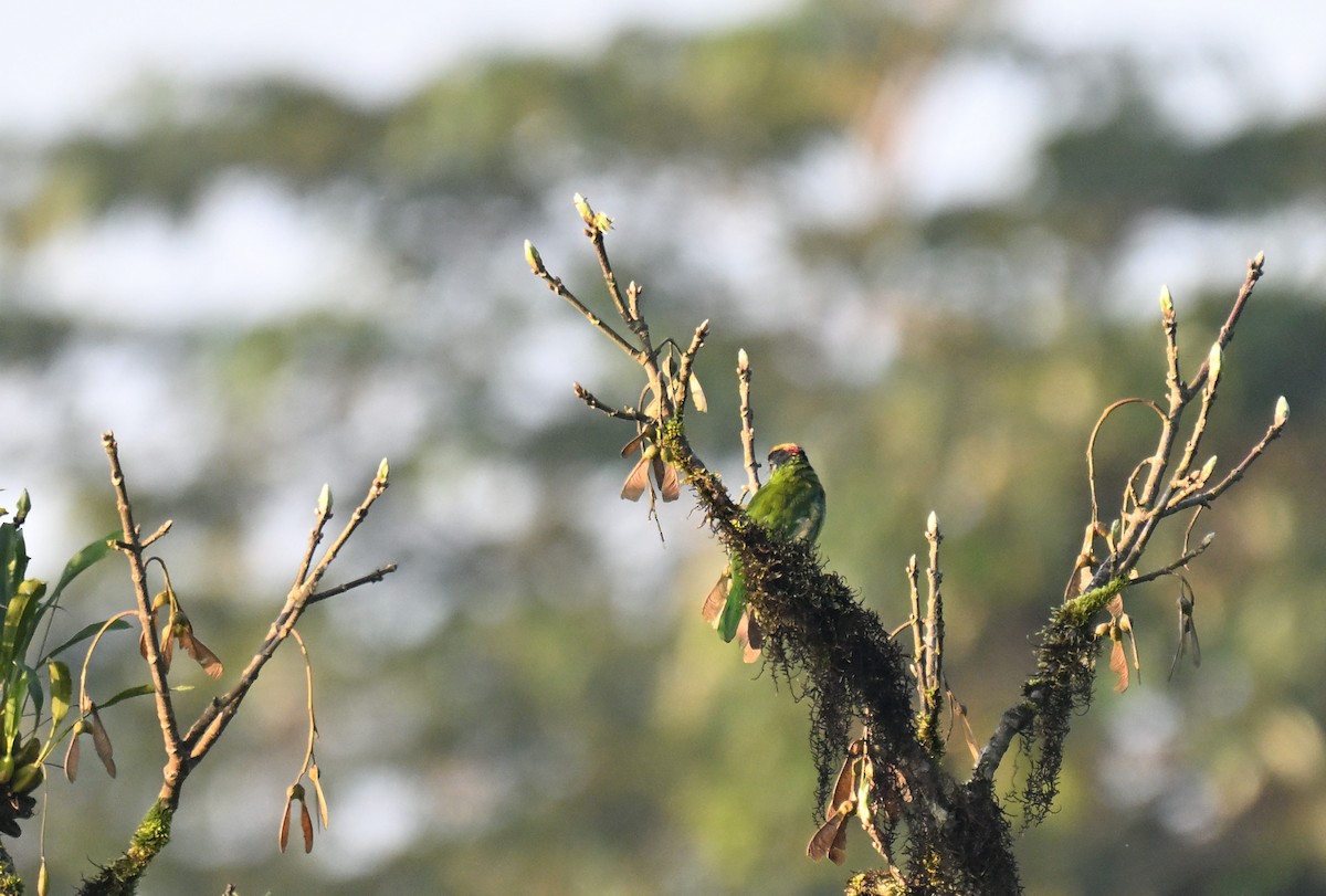 Golden-throated Barbet - ML644116498