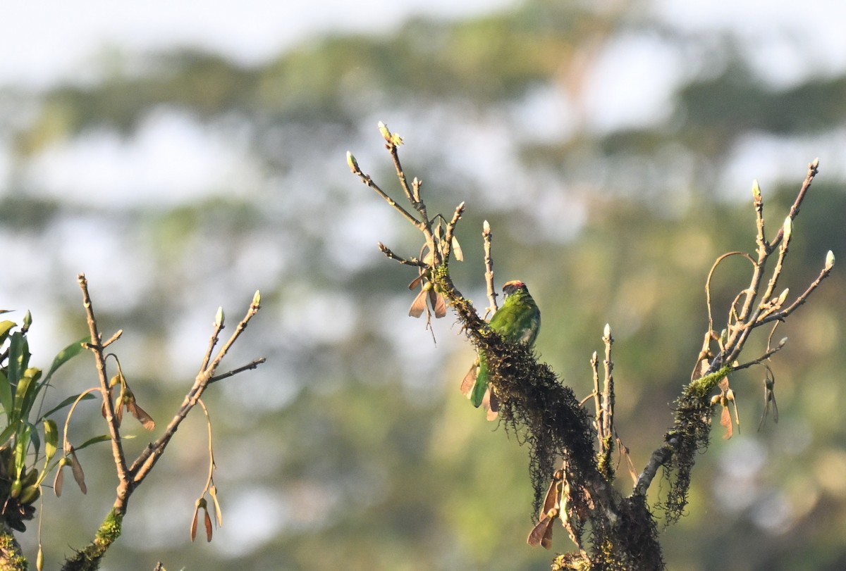 Golden-throated Barbet - ML644116499