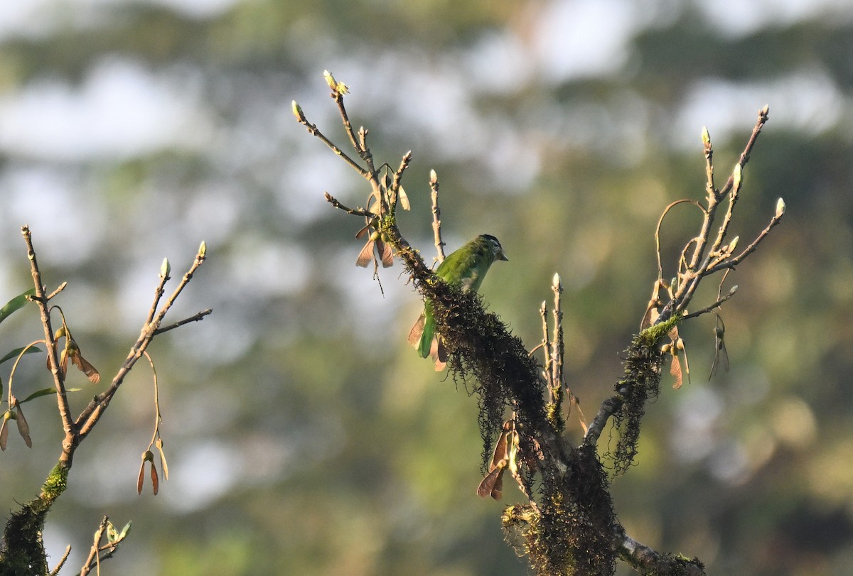 Golden-throated Barbet - ML644116500