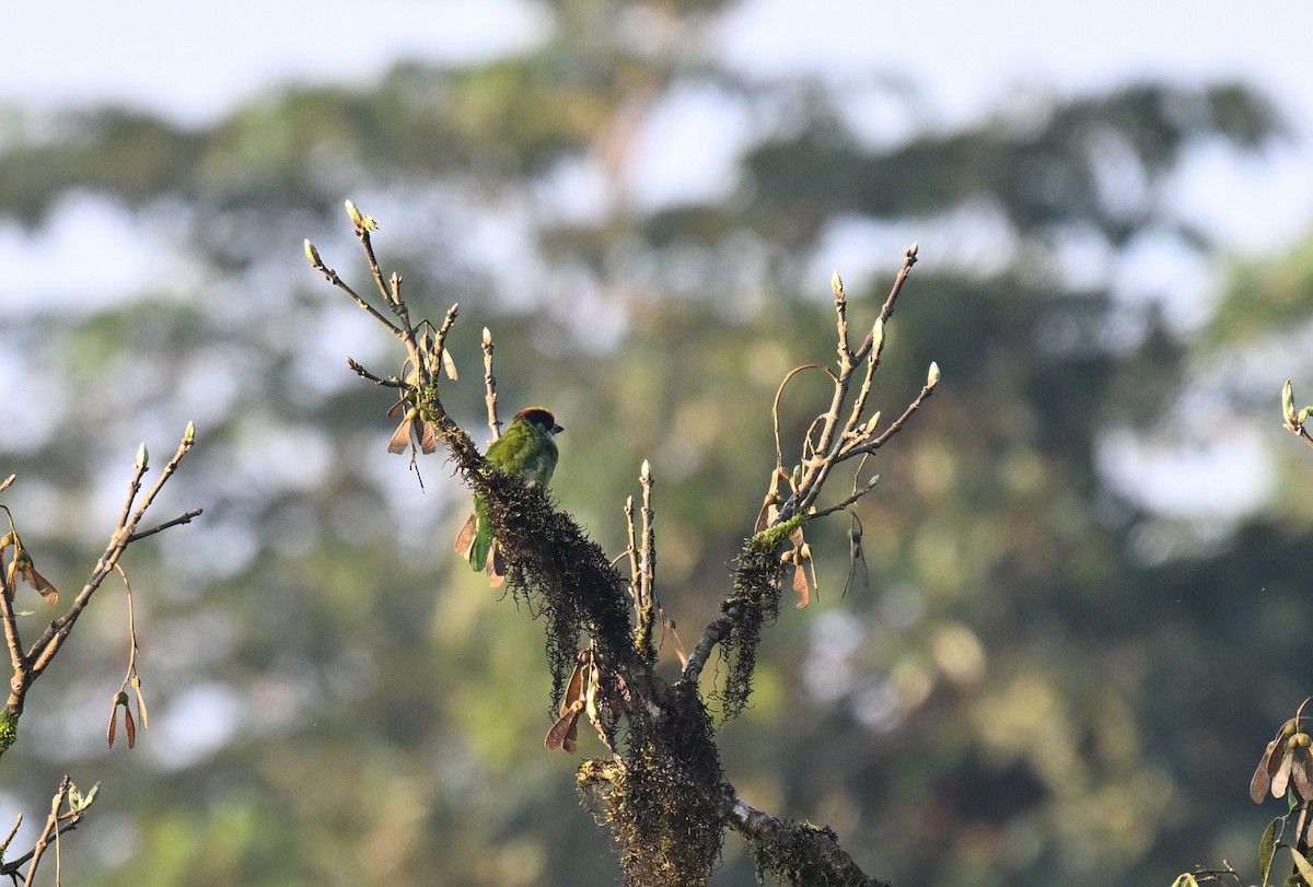 Golden-throated Barbet - ML644116501