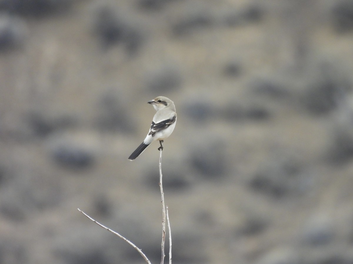 Northern Shrike - ML644116505