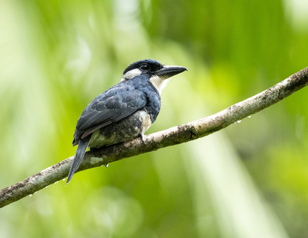 Black-breasted Puffbird - ML644116507