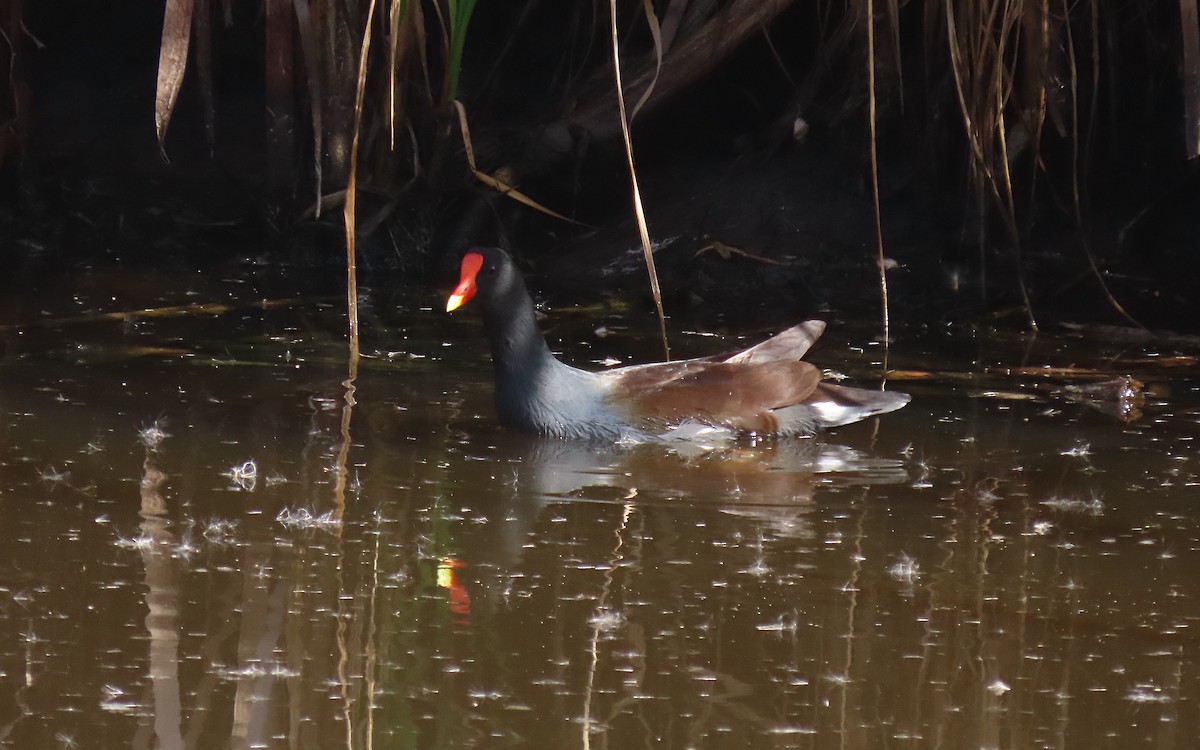 Gallinule d'Amérique - ML644116516