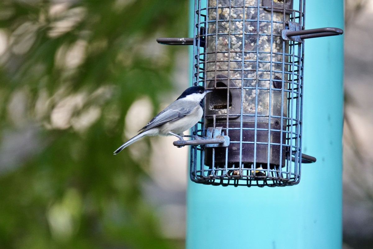Carolina Chickadee - ML644116527