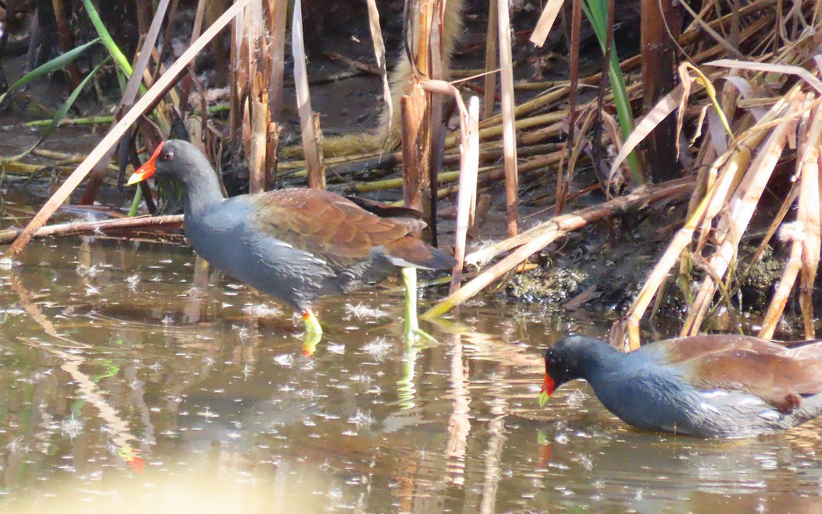 Gallinule d'Amérique - ML644116530