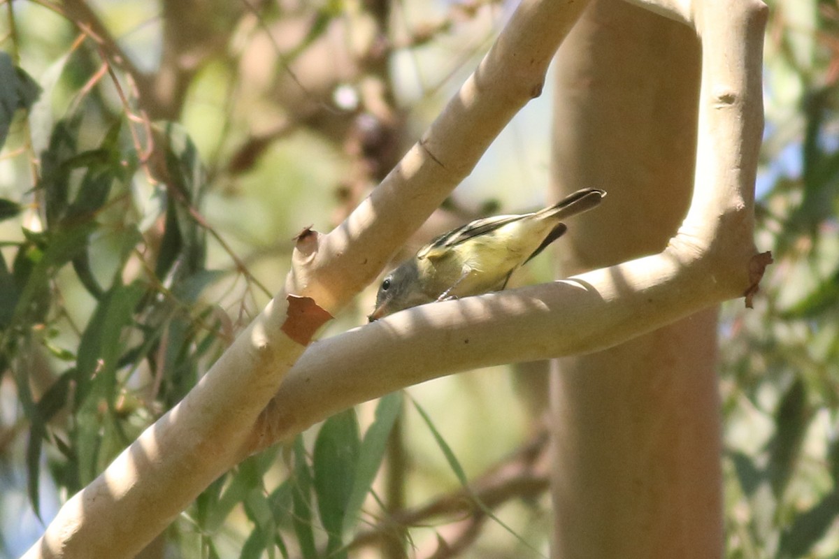 Hammond's Flycatcher - ML644116532