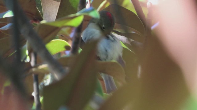 Ruby-crowned Kinglet - ML644116535