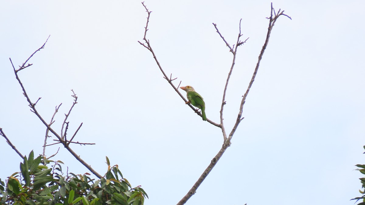 Lineated Barbet - ML644116536