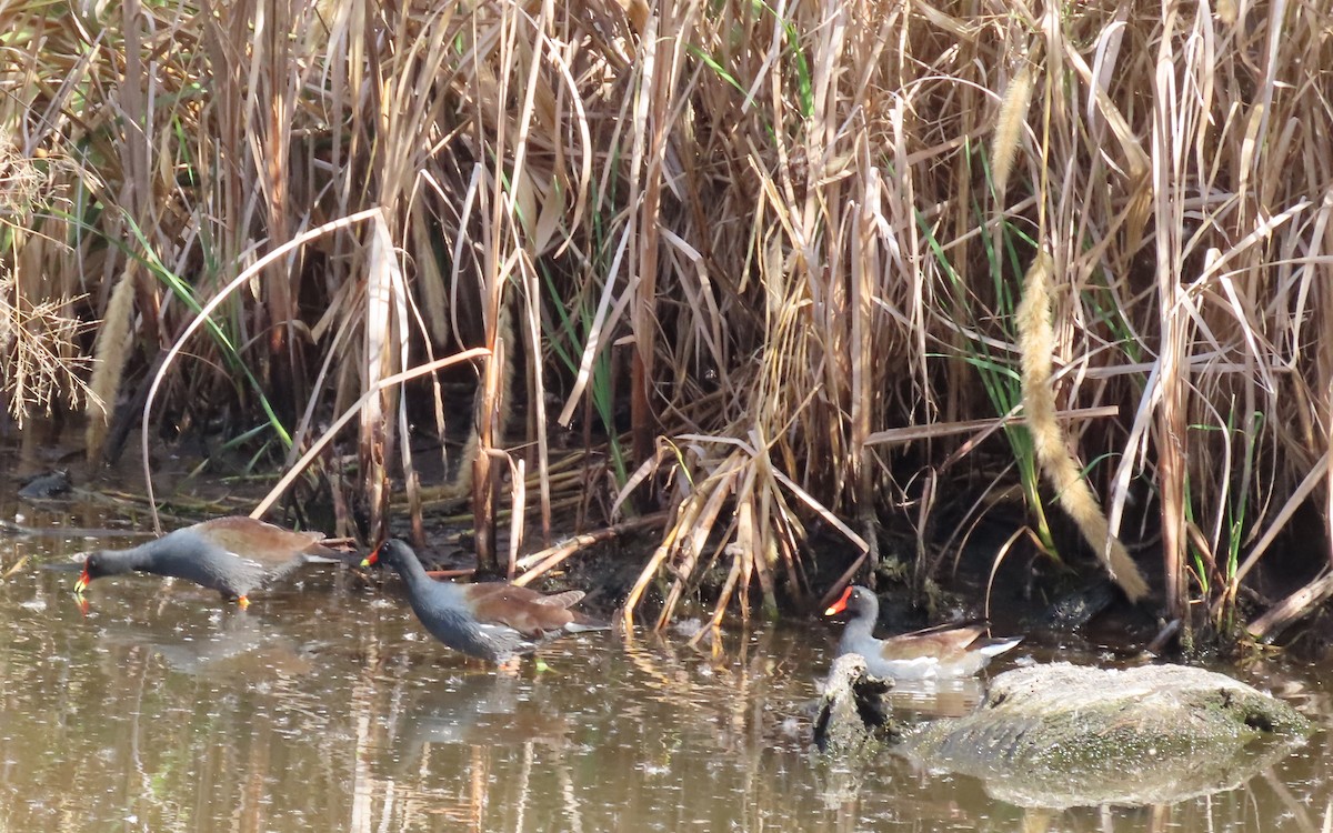 Gallinule d'Amérique - ML644116537