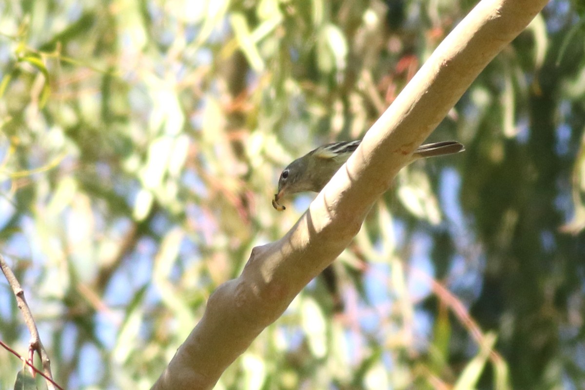 Hammond's Flycatcher - ML644116539