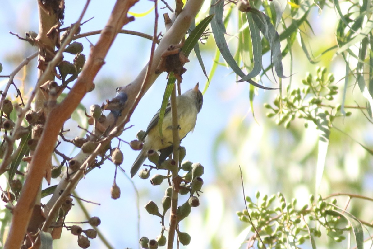 Hammond's Flycatcher - ML644116542