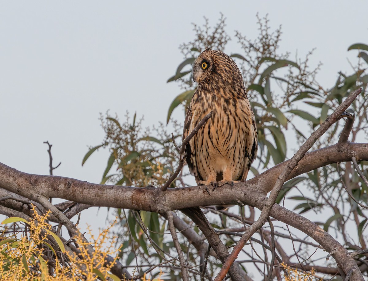Búho Campestre (Norteño) - ML644116548