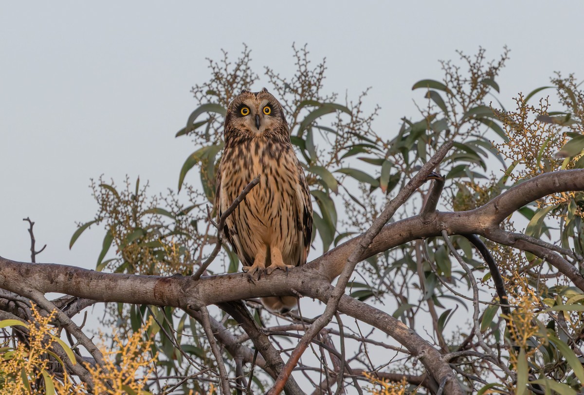 Búho Campestre (Norteño) - ML644116549