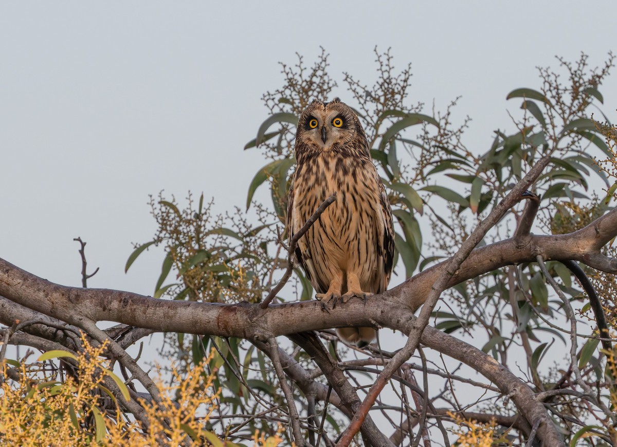 Búho Campestre (Norteño) - ML644116550