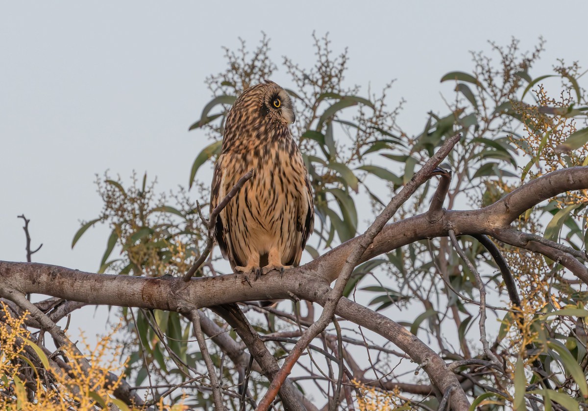 Búho Campestre (Norteño) - ML644116551