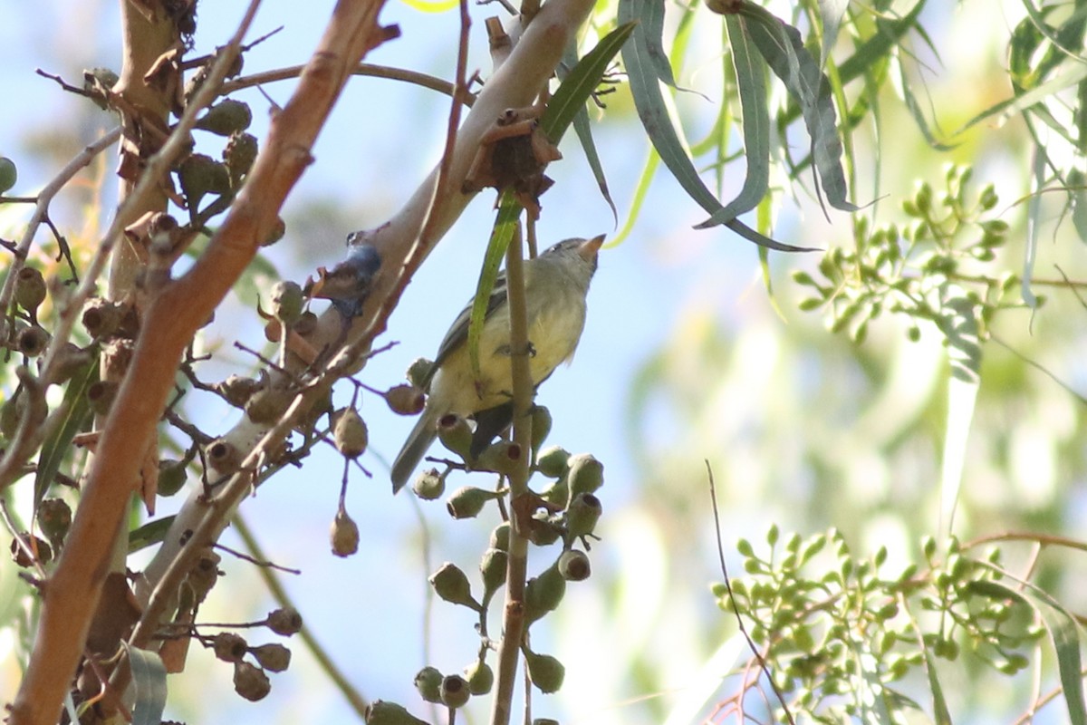 Hammond's Flycatcher - ML644116553