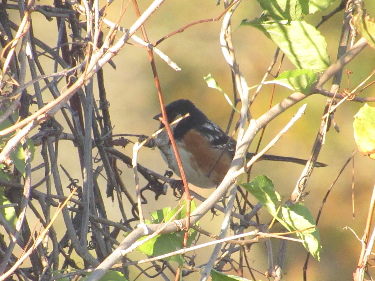Spotted Towhee - ML644116555