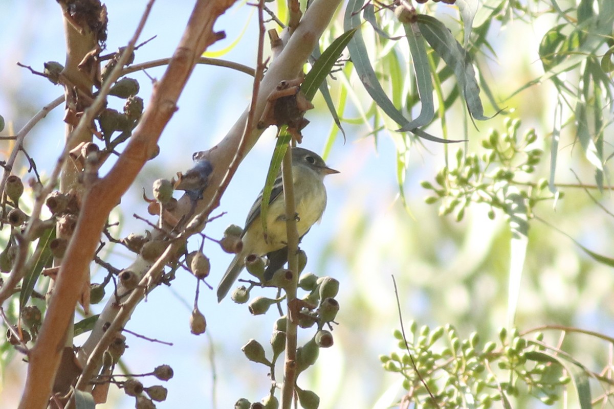 Hammond's Flycatcher - ML644116557