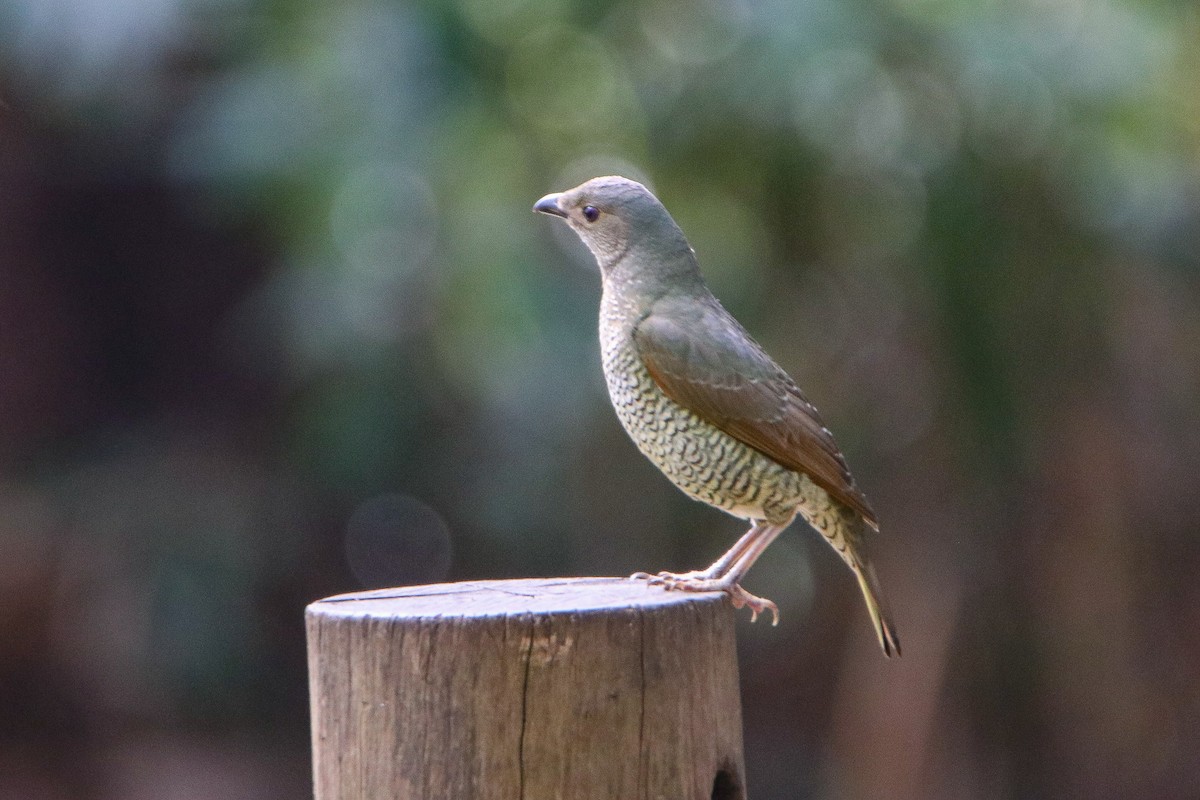 Satin Bowerbird - ML644116558