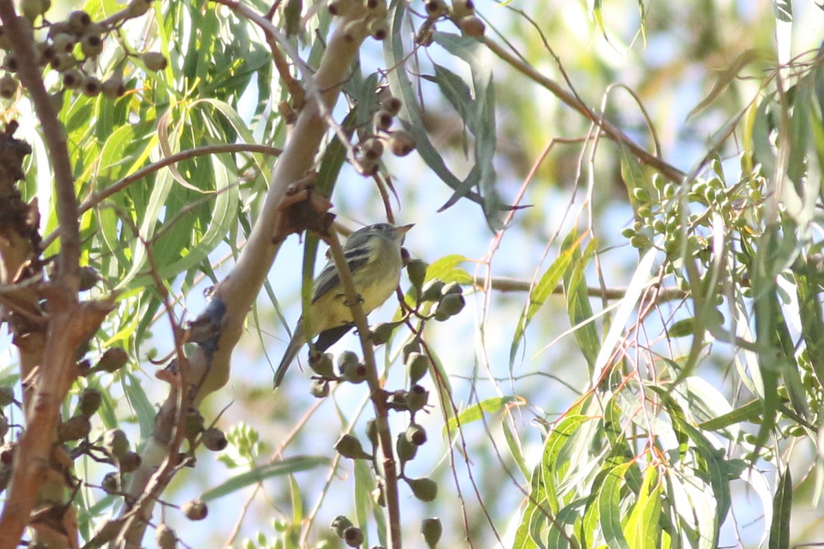 Hammond's Flycatcher - ML644116564