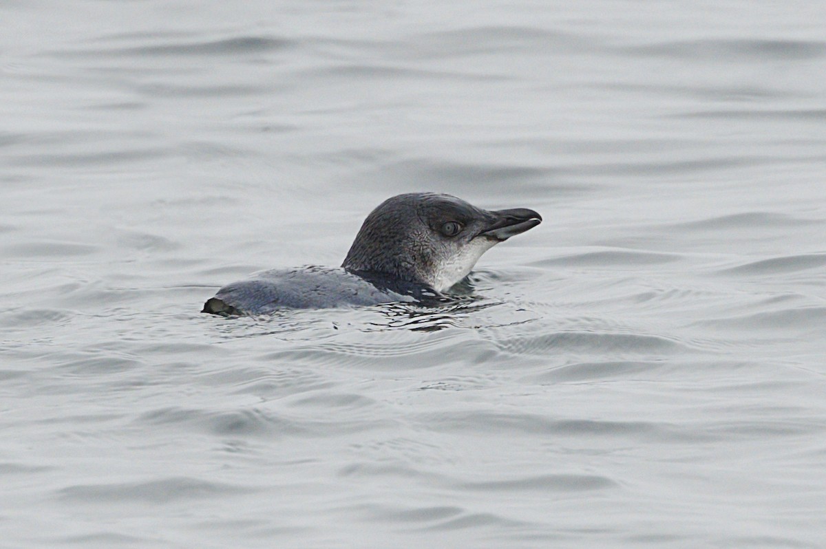 Little Penguin - ML644116566