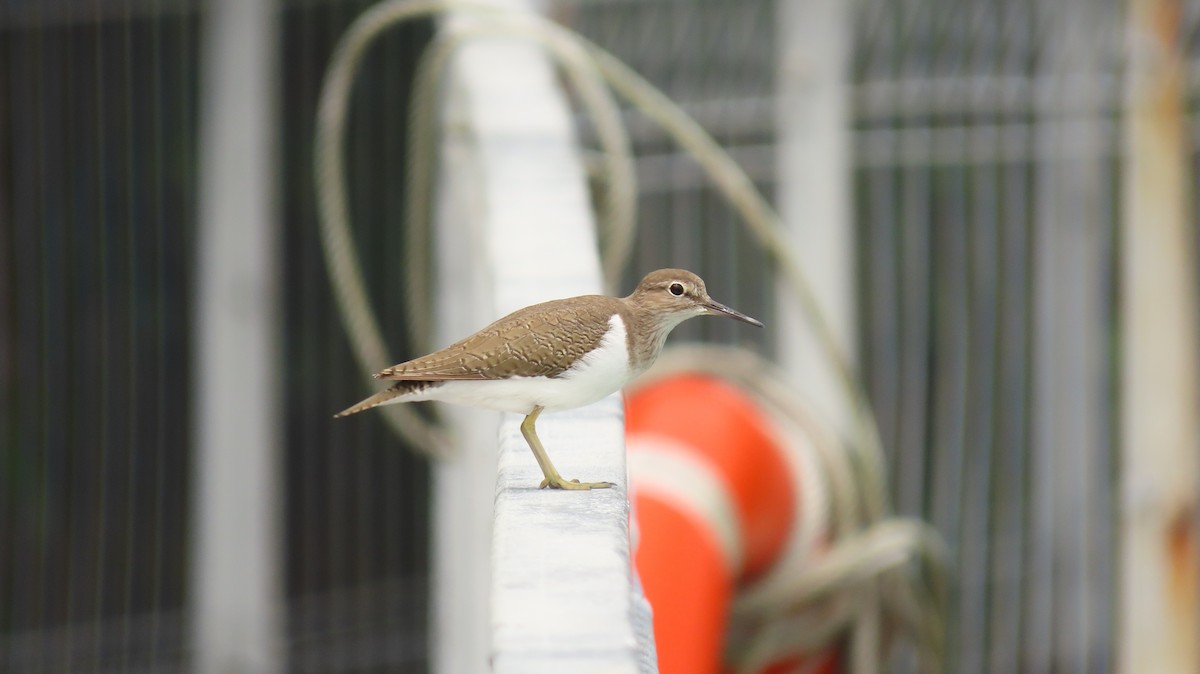 Common Sandpiper - ML644116571