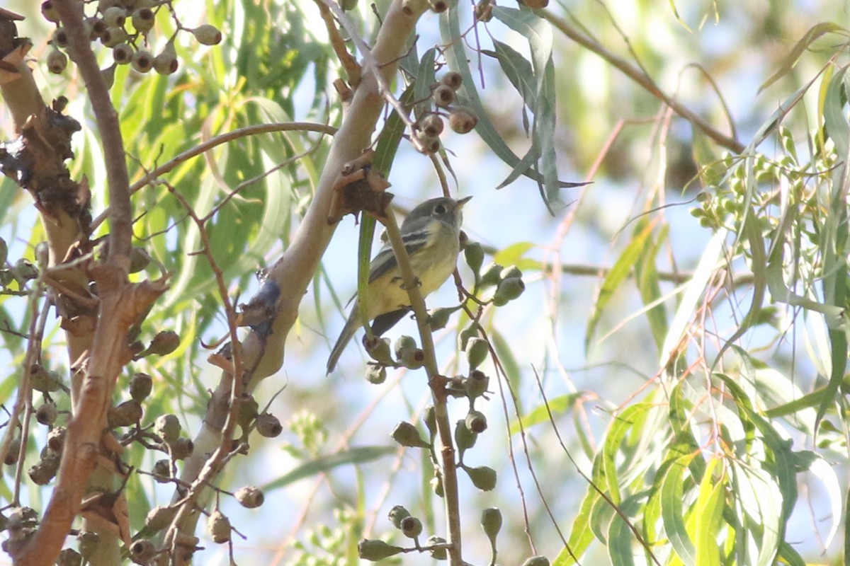 Hammond's Flycatcher - ML644116572