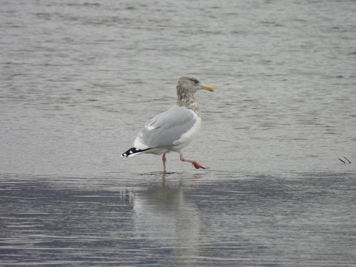 American Herring Gull - ML644116574