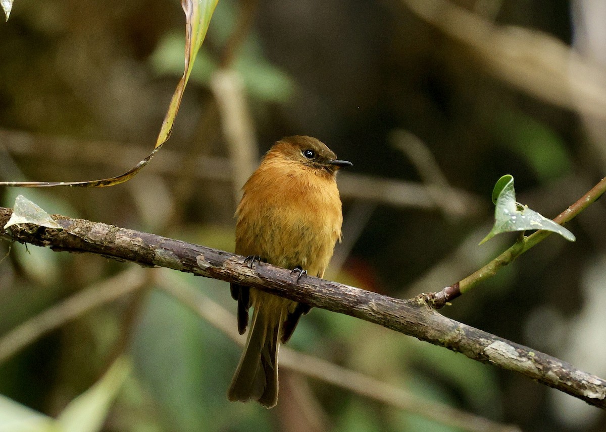 Cinnamon Flycatcher - ML644116578