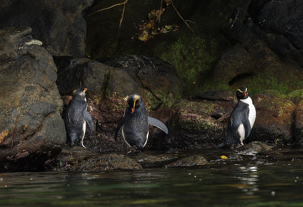 Fiordland Penguin - ML644116581