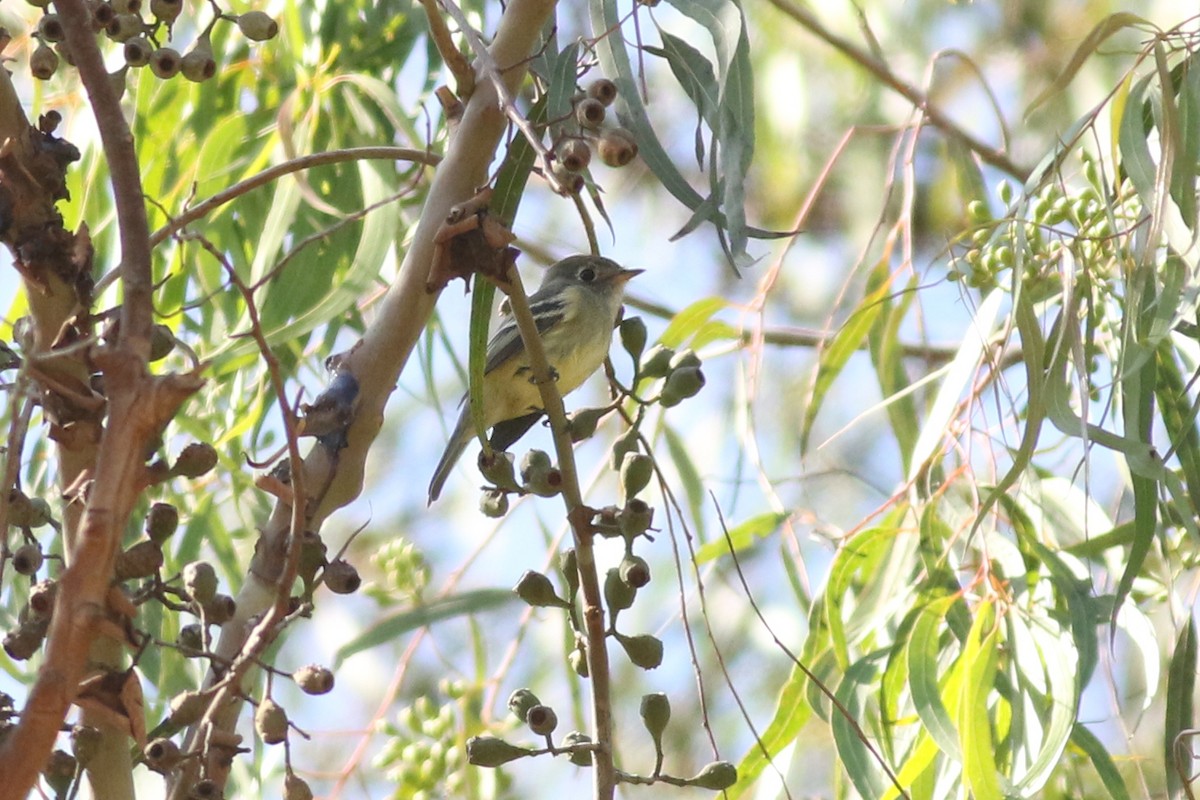 Hammond's Flycatcher - ML644116582
