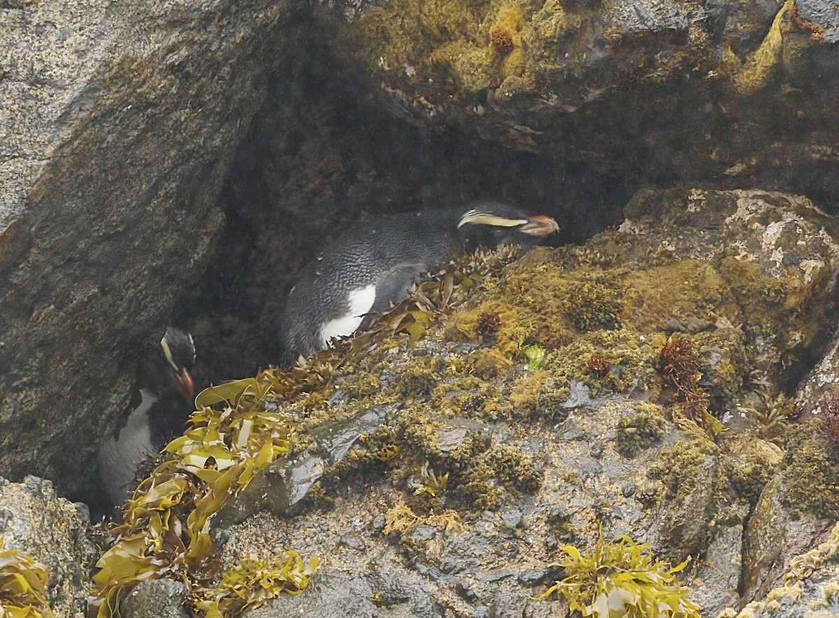 Fiordland Penguin - ML644116583
