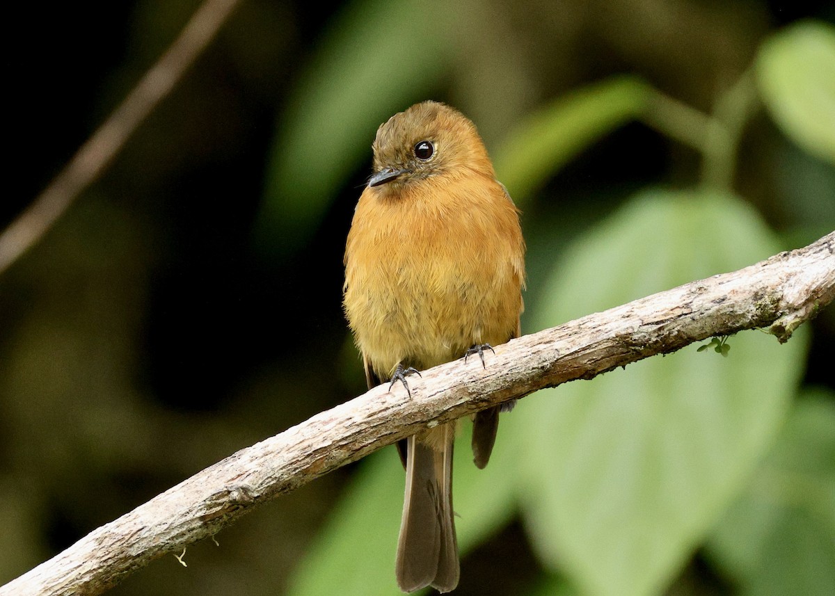 Cinnamon Flycatcher - ML644116584